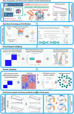 Single-cell sequencing and transcriptome analyses in the construction of a liquid–liquid phase separation-associated gene model for rheumatoid arthritis